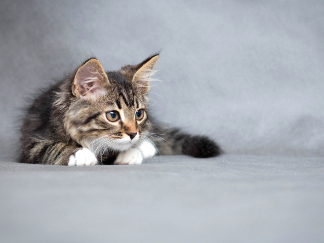 Пушистый серый котенок на сером фоне