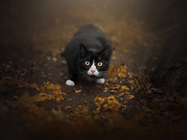 Испуганный черный с белым кот сидит на земле с опавшей листвой