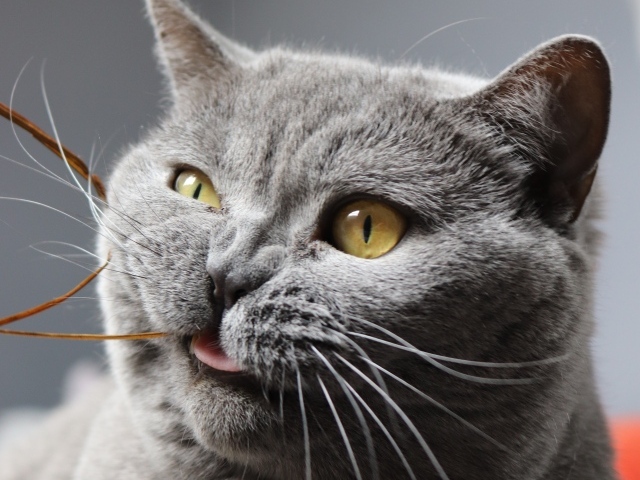 Забавный породистый британский кот грызет нитку