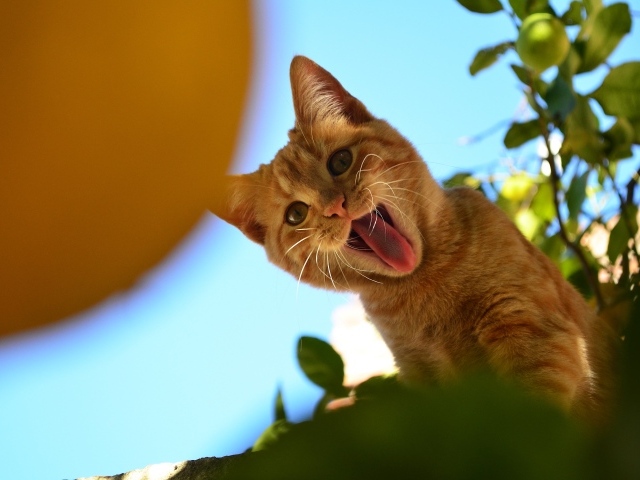 Смешной рыжий кот показывает язык