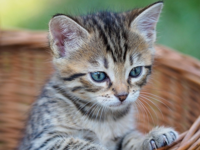 Серый голубоглазый котенок сидит в корзине