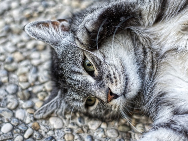 Серый кот лежит на асфальте лапами вверх