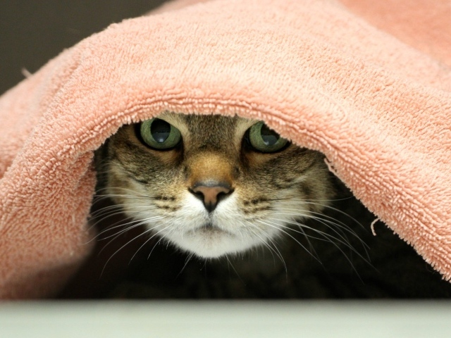 Серый кот лежит под розовым полотенцем