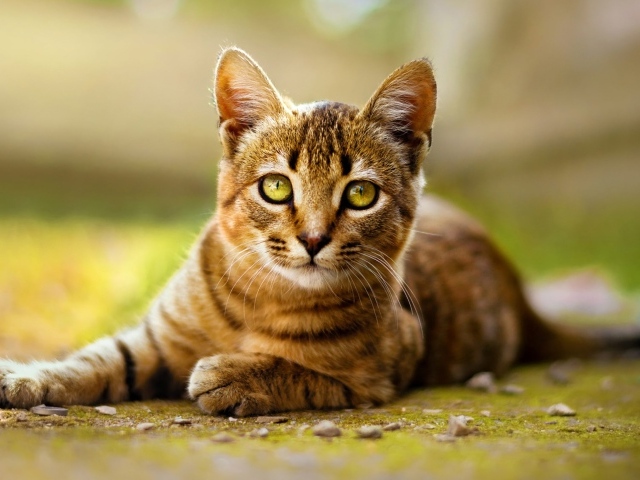 Серый кот лежит на земле