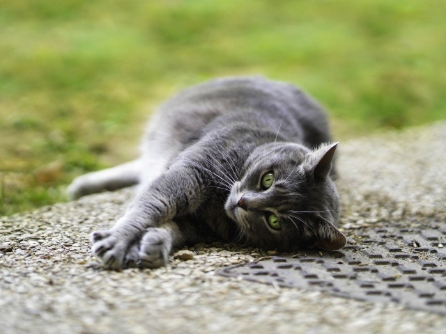 Серый кот лежит на асфальте
