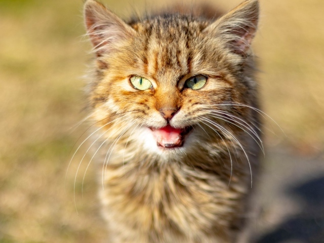 Серый кот мяукает 