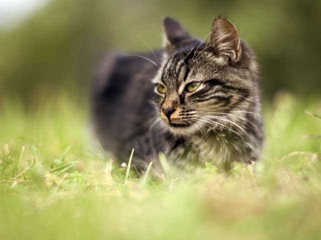 Серый кот идет по зеленой траве 