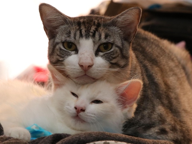 Серая кошка с белым котенком 