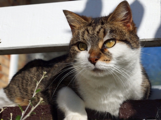 Серый кот с белым лежит на ступенях