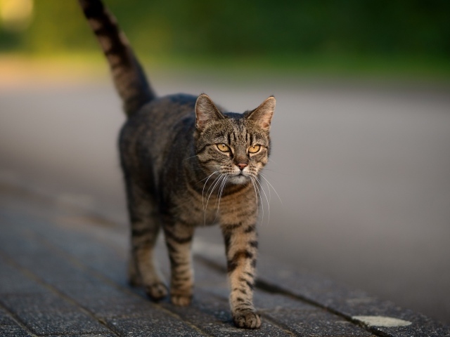 Серая кошка с желтыми глазами идет по дороге