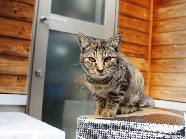 Серый домашний кот с желтыми глазами у дома