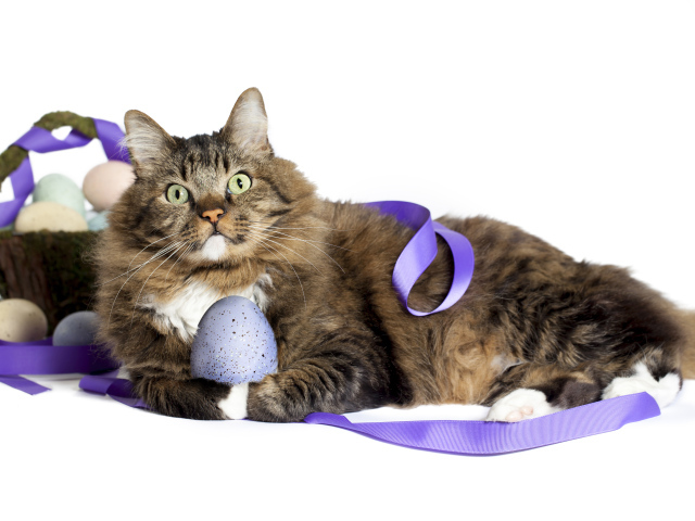 Серый пушистый кот с пасхальными яйцами на белом фоне