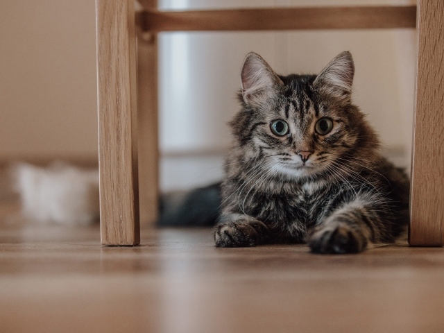 Серый пушистый кот с зелеными глазами лежит под лавкой 