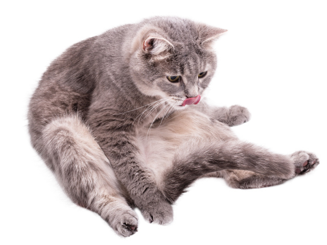 Серый породистый на белом фоне