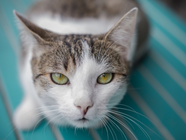 Серый с белым кот морда крупным планом