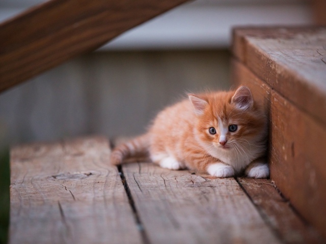 Маленький красивый рыжий котенок на деревянном пороге