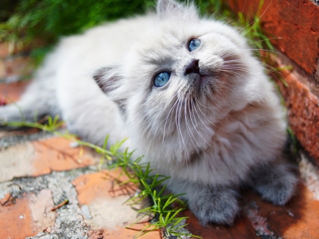 Маленький пушистый котенок с голубыми глазами