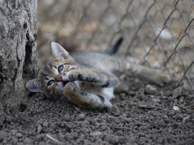 Маленький серый котенок играет у дерева на земле 