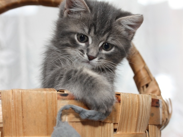 Маленький серый котенок играет в корзине