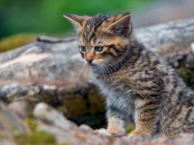 Маленький серый котенок сидит на сухом дереве