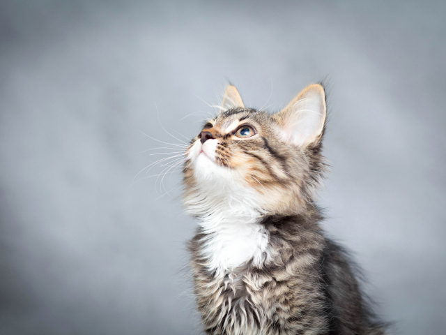 Маленький котенок смотрит вверх на сером фоне