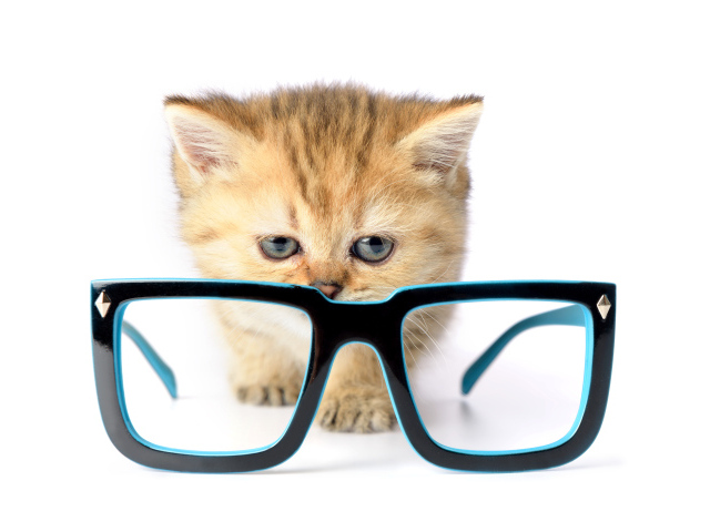 Маленький котенок с очками на белом фоне