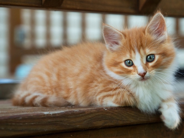 Маленький рыжий котенок с голубыми глазами лежит на лавке
