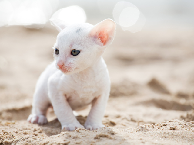 Маленький белый котенок Корниш-рекс на песке