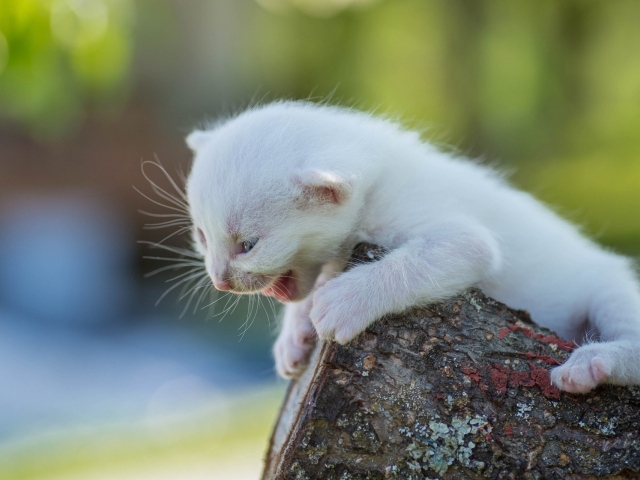 Маленький белый котенок кричит на дереве
