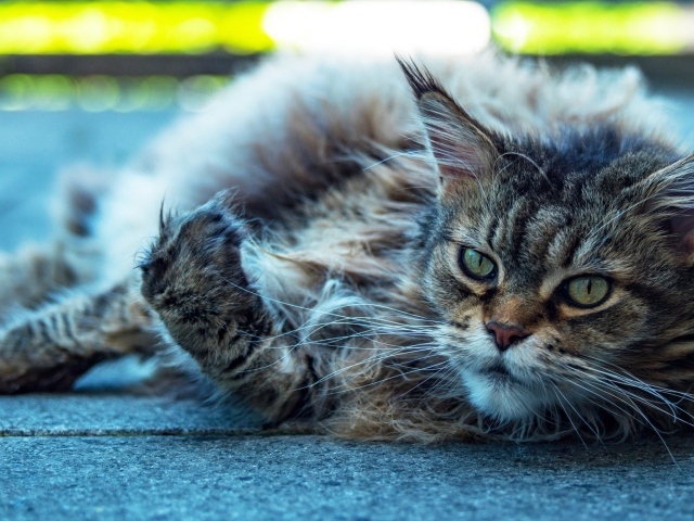 Старый серый кот породы мейн кун 
