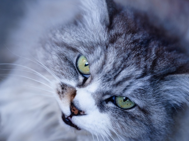Морда недовольного серого кота с зелеными глазами крупным планом