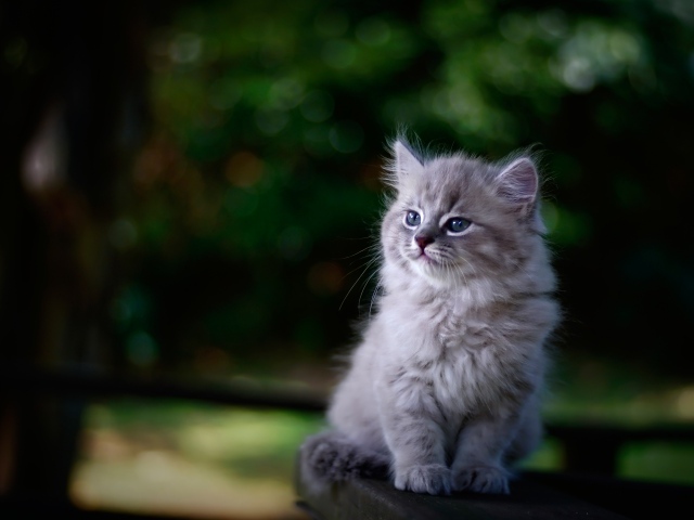 Породистый серый котенок сидит на лавке 
