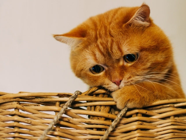 Рыжий забавный кот сидит в плетеной корзине
