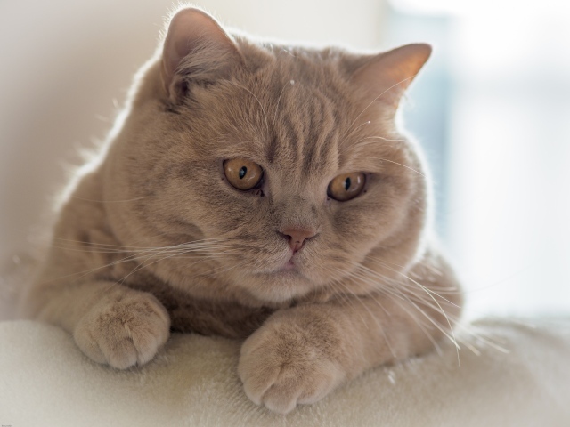 Рыжая британская короткошёрстная кошка лежит на диване