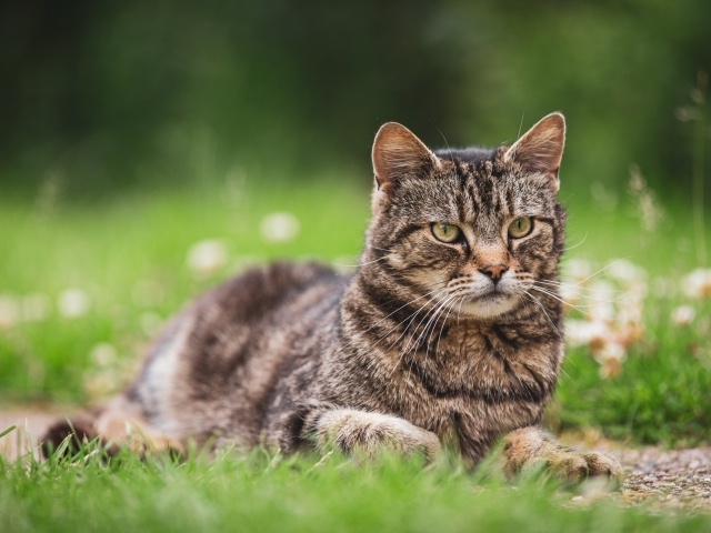 Серьезный серый кот лежит на деревянной траве