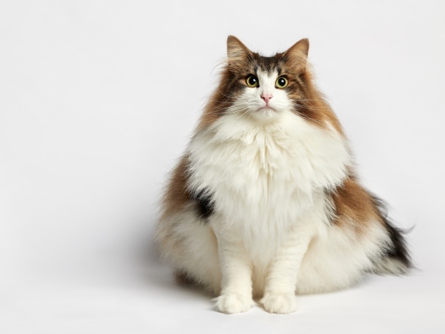 Толстый пушистый породистый кот на белом фоне