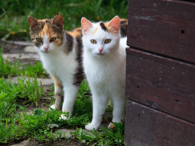 Два кота выглядывают из-за стены