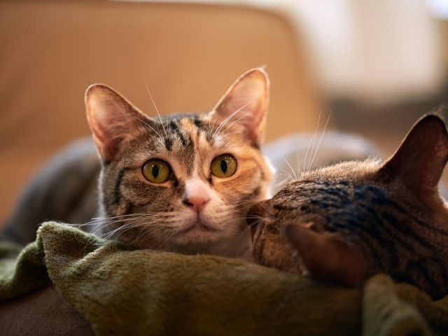 Две серых кошки лежат на кровати 