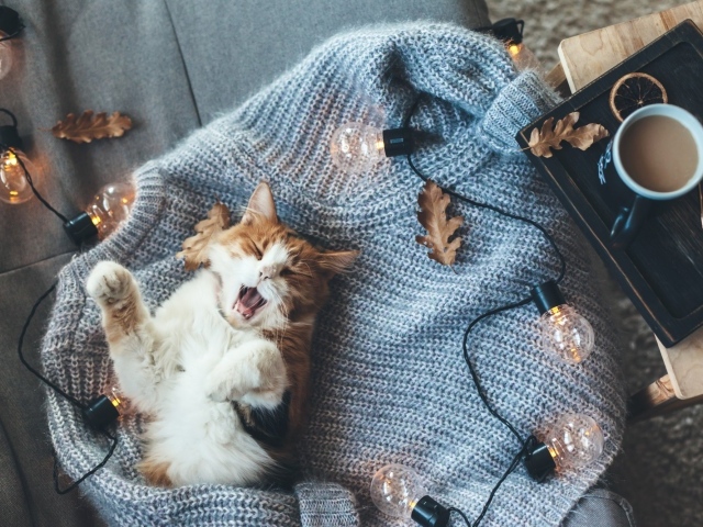 Зевающий рыжий с белым кот лежит на свитере с лампочками