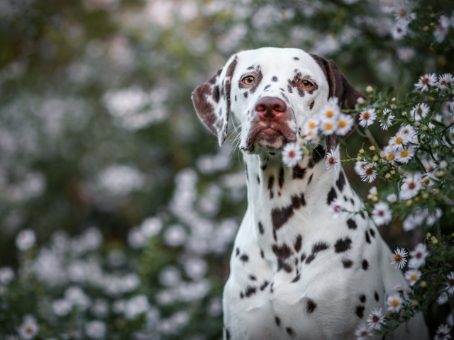 Большой пес породы далматин сидит у белых цветов