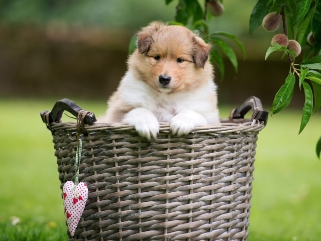 Маленький щенок шелти сидит в плетеной корзине