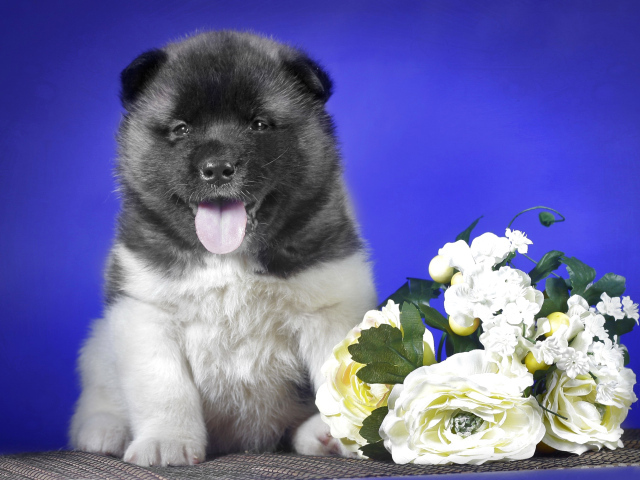 Щенок Акита-ину с высунутым языком на синем фоне с букетом цветов