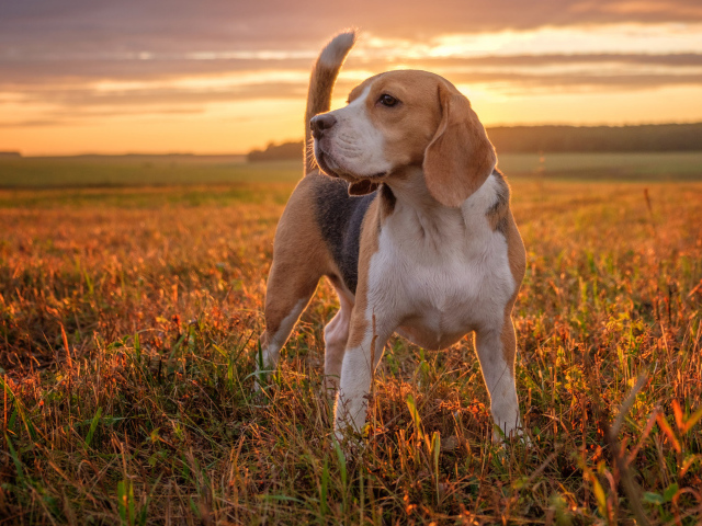 Собака породы бигль стоит на поле на закате