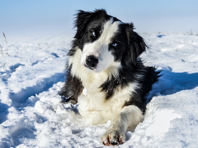 Бордер-Колли с голубыми глазами лежит на белом снегу 