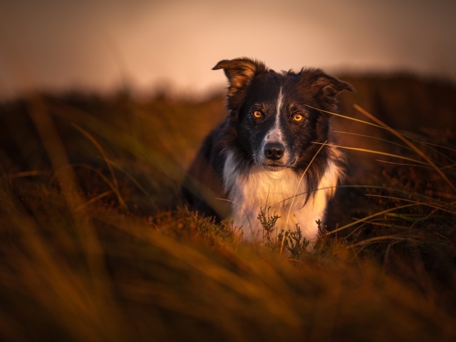 Собака породы бордер колли в траве