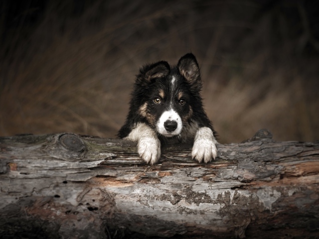 Щенок бордер колли лежит на сухом дереве