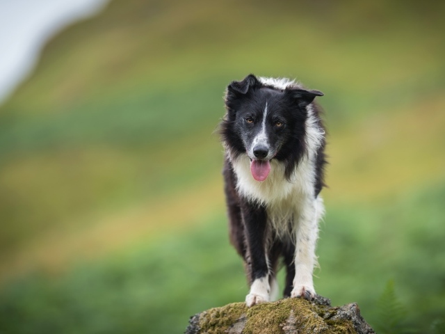 Бордер колли с высунутым языком стоит на камне 