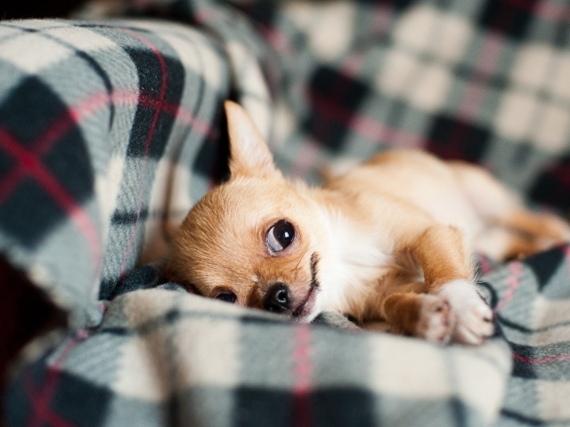 Собака породы чихуахуа лежит на диване