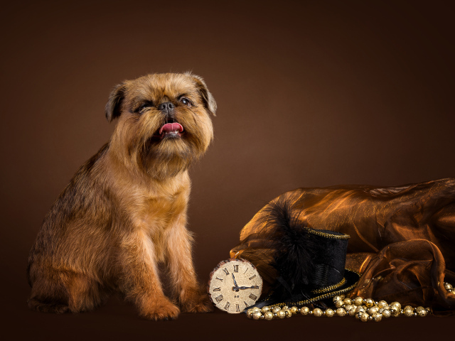 Собака породы Бельгийский гриффон с часами и шляпой на коричневом фоне