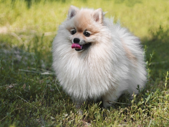 Пушистый шпиц с высунутым языком на зеленой траве